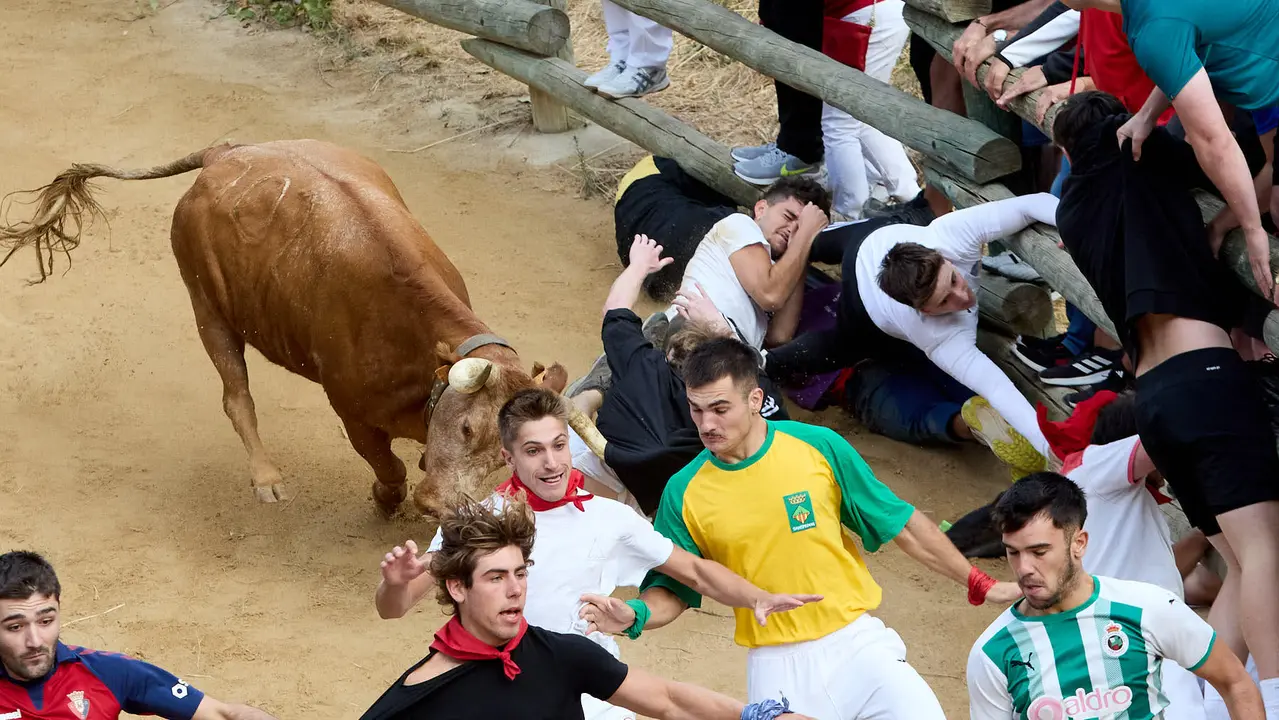 Quinto encierro del Pilón en las fiestas de Falces de 2025 con vacas de la ganadería de Eulogio Mateo de Cárcar. IÑIGO ALZUGARAY