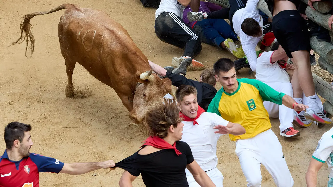 Quinto encierro del Pilón en las fiestas de Falces de 2025 con vacas de la ganadería de Eulogio Mateo de Cárcar. IÑIGO ALZUGARAY