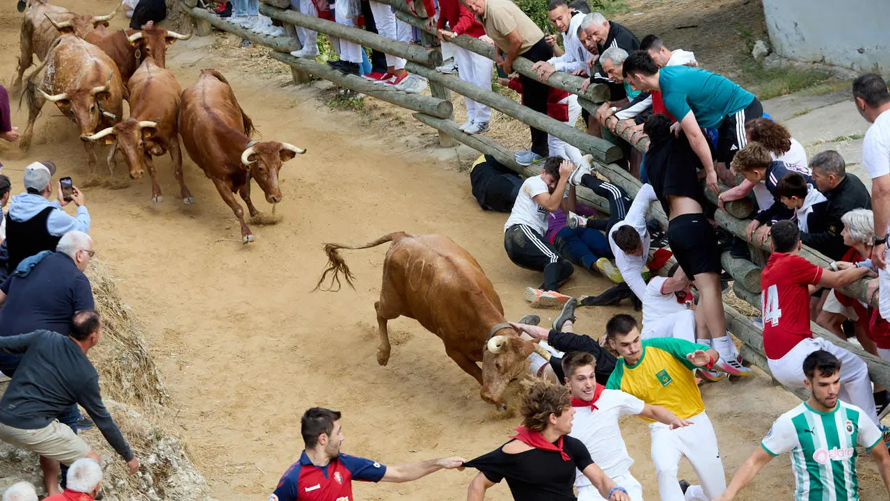 Quinto encierro del Pilón en las fiestas de Falces de 2025 con vacas de la ganadería de Eulogio Mateo de Cárcar. IÑIGO ALZUGARAY