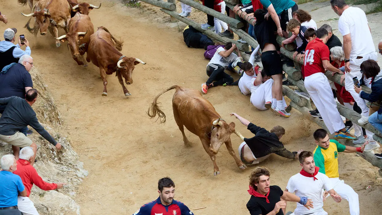 Quinto encierro del Pilón en las fiestas de Falces de 2025 con vacas de la ganadería de Eulogio Mateo de Cárcar. IÑIGO ALZUGARAY