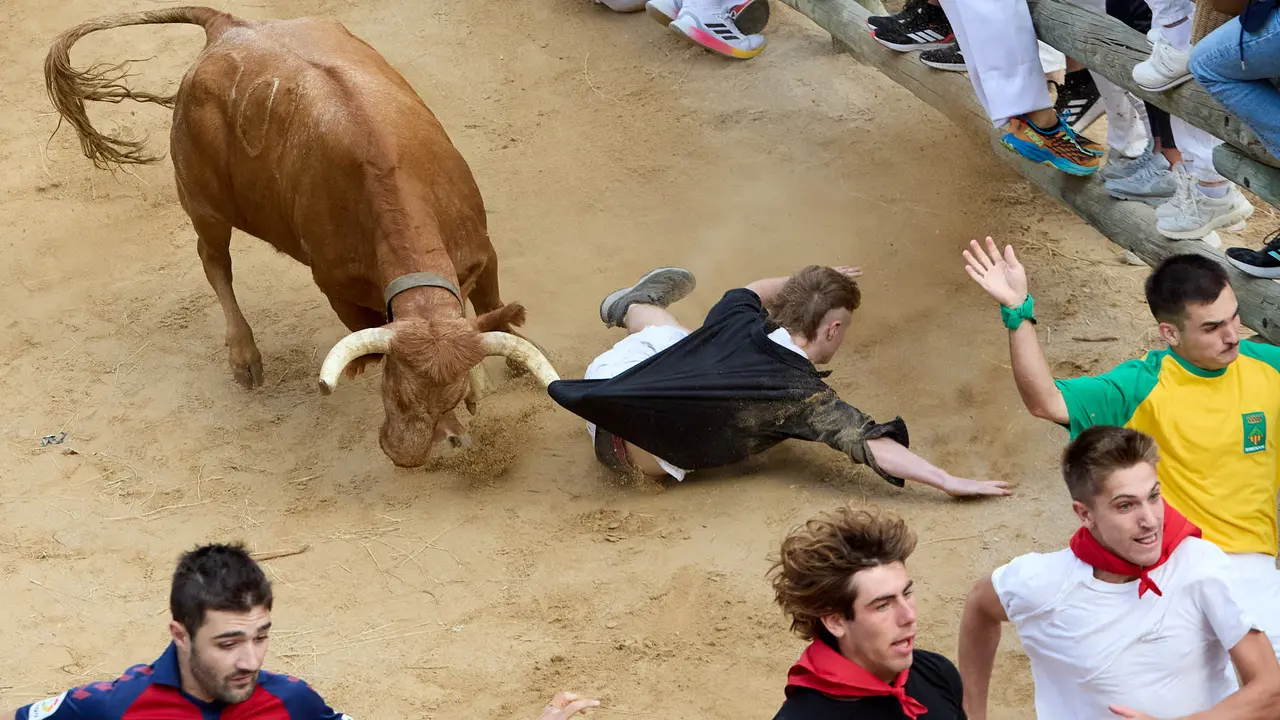 Quinto encierro del Pilón en las fiestas de Falces de 2025 con vacas de la ganadería de Eulogio Mateo de Cárcar. IÑIGO ALZUGARAY