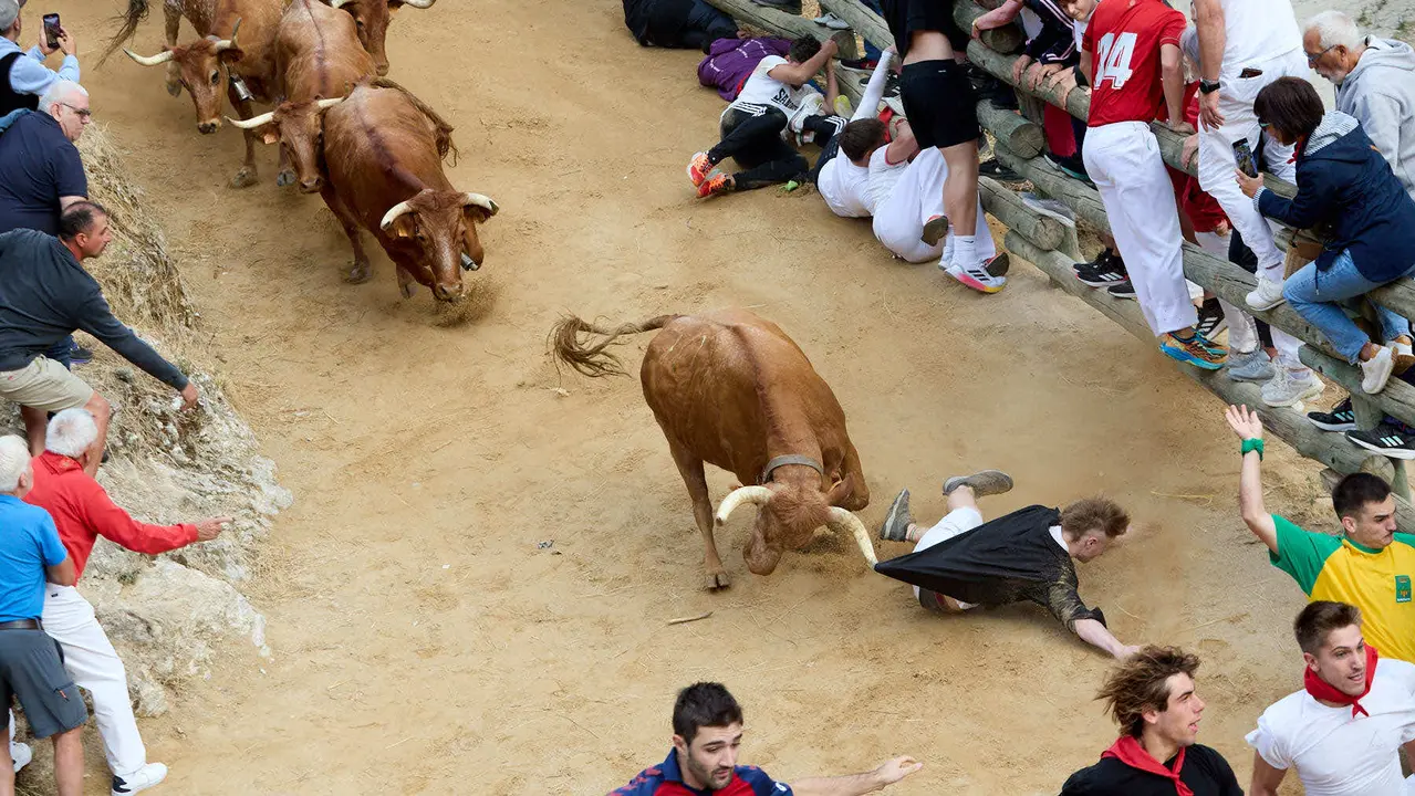 Quinto encierro del Pilón en las fiestas de Falces de 2025 con vacas de la ganadería de Eulogio Mateo de Cárcar. IÑIGO ALZUGARAY