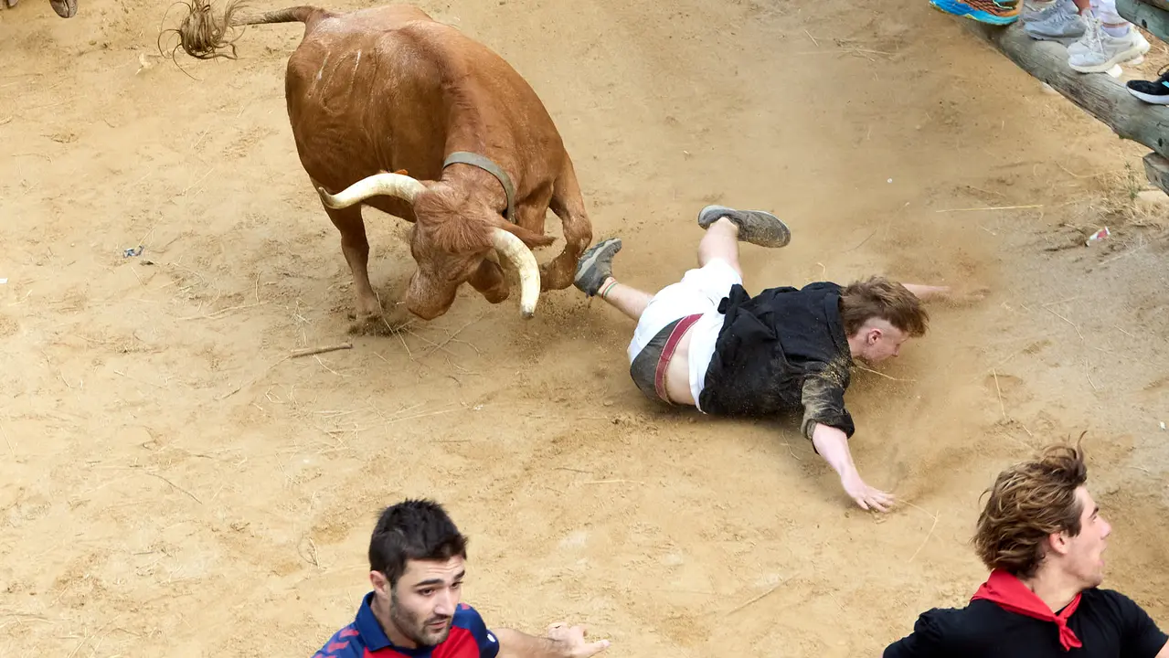 Quinto encierro del Pilón en las fiestas de Falces de 2025 con vacas de la ganadería de Eulogio Mateo de Cárcar. IÑIGO ALZUGARAY