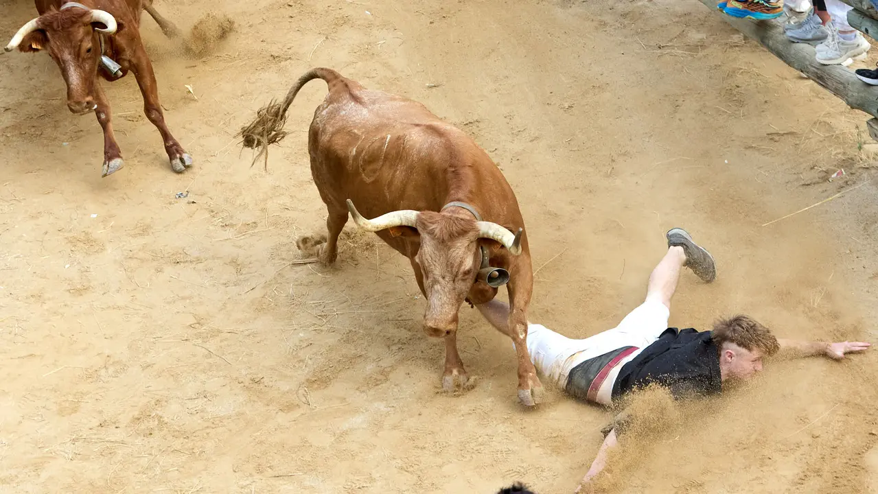 Quinto encierro del Pilón en las fiestas de Falces de 2025 con vacas de la ganadería de Eulogio Mateo de Cárcar. IÑIGO ALZUGARAY
