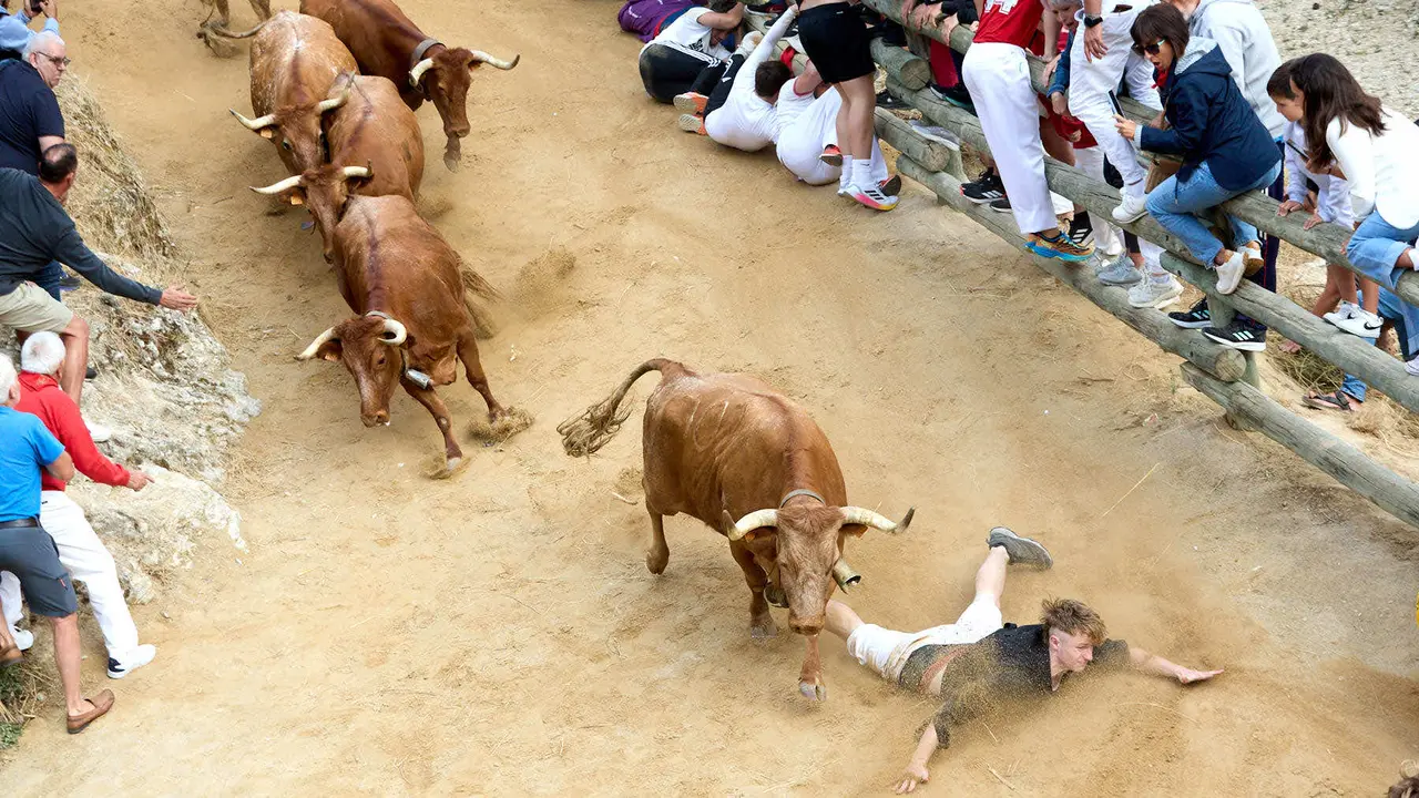 Quinto encierro del Pilón en las fiestas de Falces de 2025 con vacas de la ganadería de Eulogio Mateo de Cárcar. IÑIGO ALZUGARAY