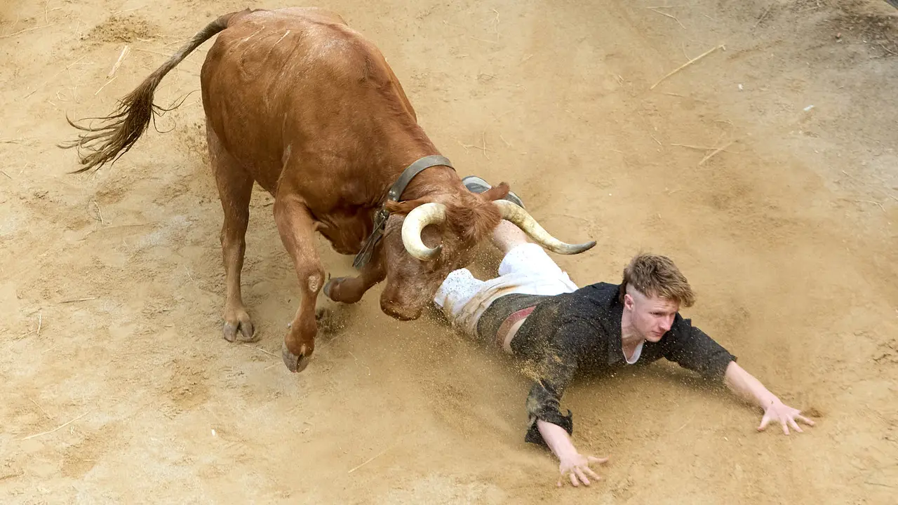 Quinto encierro del Pilón en las fiestas de Falces de 2025 con vacas de la ganadería de Eulogio Mateo de Cárcar. IÑIGO ALZUGARAY