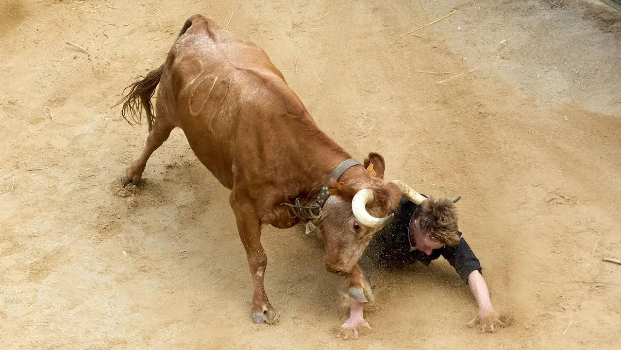 Quinto encierro del Pilón en las fiestas de Falces de 2025 con vacas de la ganadería de Eulogio Mateo de Cárcar. IÑIGO ALZUGARAY