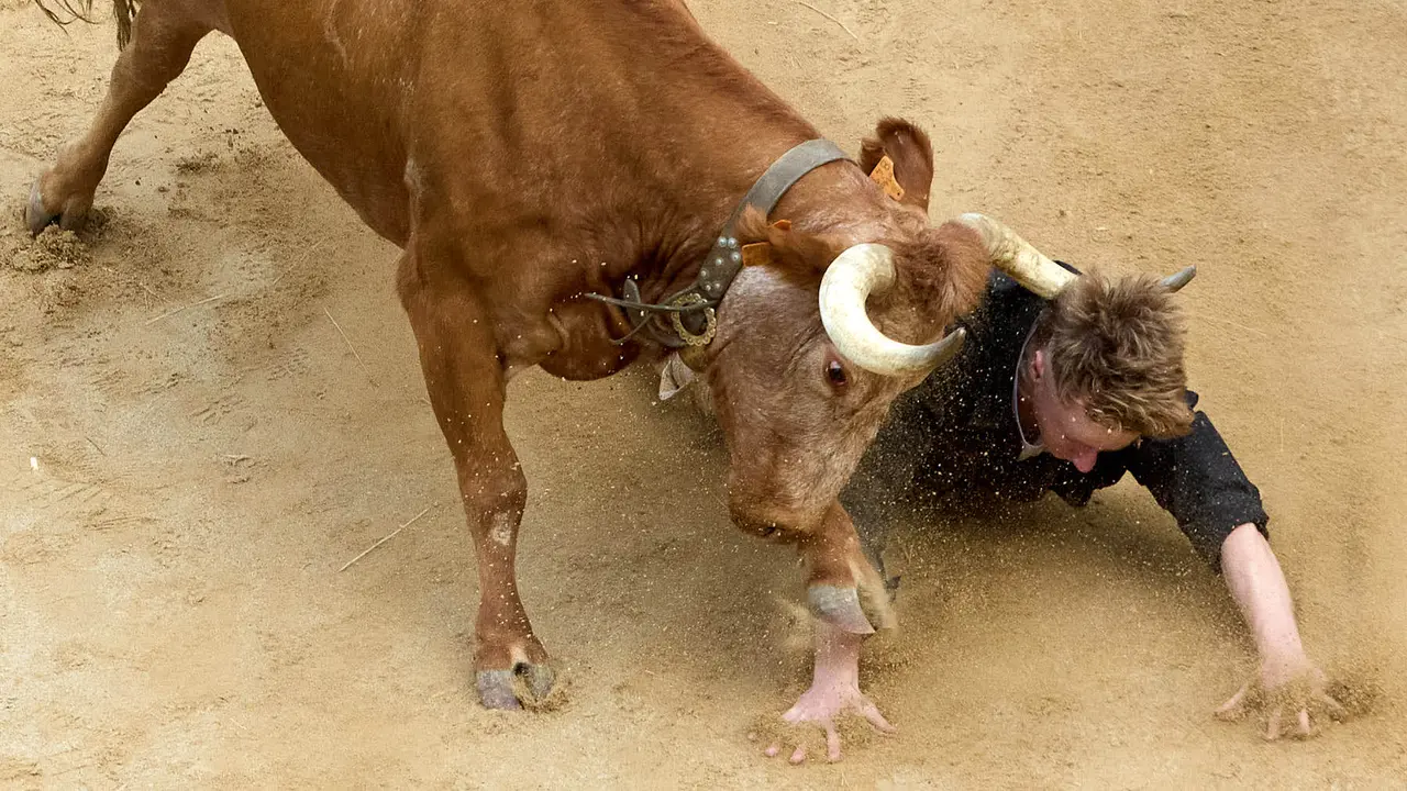 Quinto encierro del Pilón en las fiestas de Falces de 2025 con vacas de la ganadería de Eulogio Mateo de Cárcar. IÑIGO ALZUGARAY