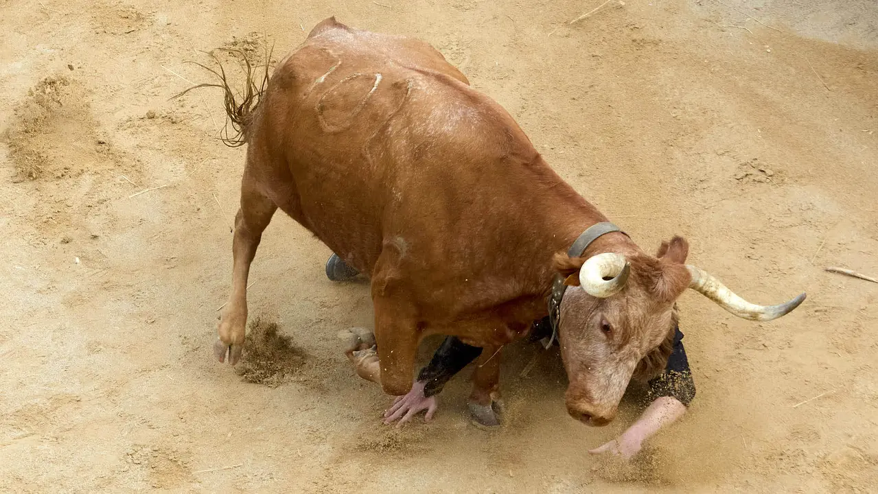 Quinto encierro del Pilón en las fiestas de Falces de 2025 con vacas de la ganadería de Eulogio Mateo de Cárcar. IÑIGO ALZUGARAY