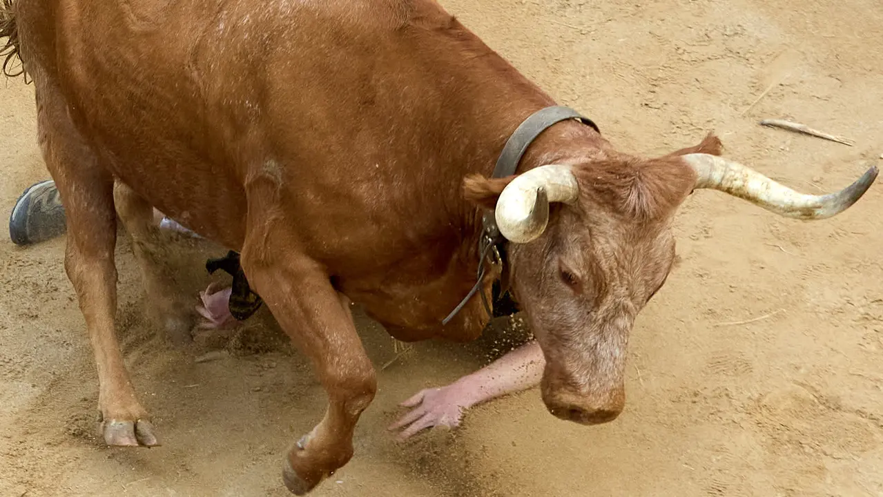 Quinto encierro del Pilón en las fiestas de Falces de 2025 con vacas de la ganadería de Eulogio Mateo de Cárcar. IÑIGO ALZUGARAY