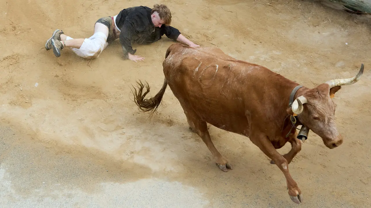 Quinto encierro del Pilón en las fiestas de Falces de 2025 con vacas de la ganadería de Eulogio Mateo de Cárcar. IÑIGO ALZUGARAY