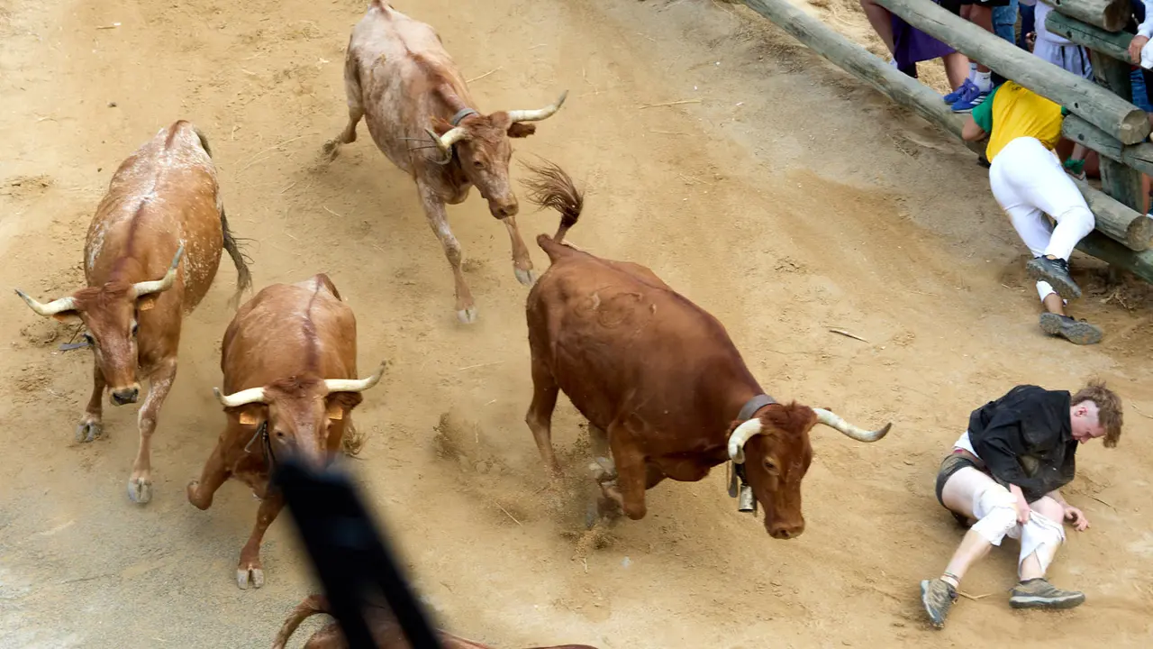 Quinto encierro del Pilón en las fiestas de Falces de 2025 con vacas de la ganadería de Eulogio Mateo de Cárcar. IÑIGO ALZUGARAY