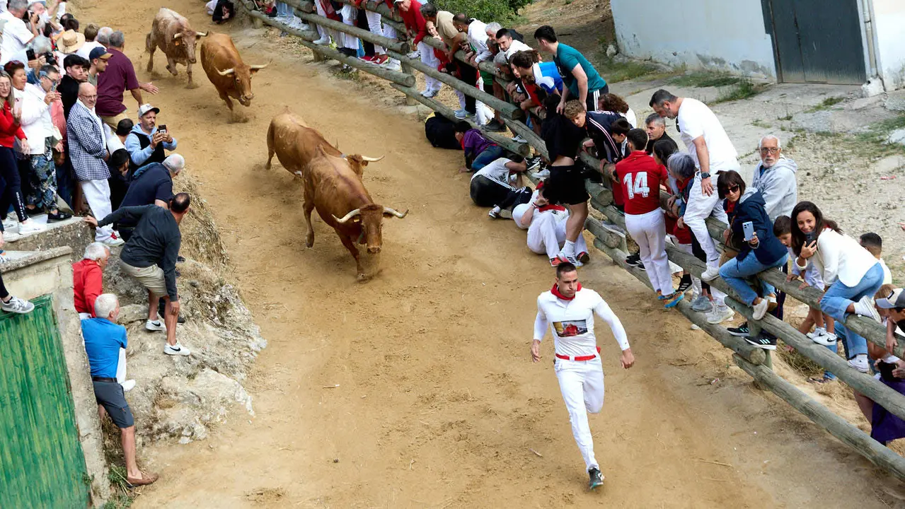 Quinto encierro del Pilón en las fiestas de Falces de 2025 con vacas de la ganadería de Eulogio Mateo de Cárcar. IÑIGO ALZUGARAY