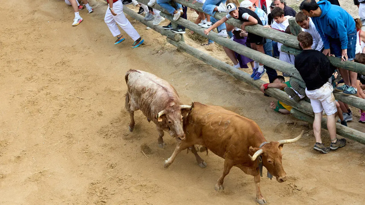 Quinto encierro del Pilón en las fiestas de Falces de 2025 con vacas de la ganadería de Eulogio Mateo de Cárcar. IÑIGO ALZUGARAY