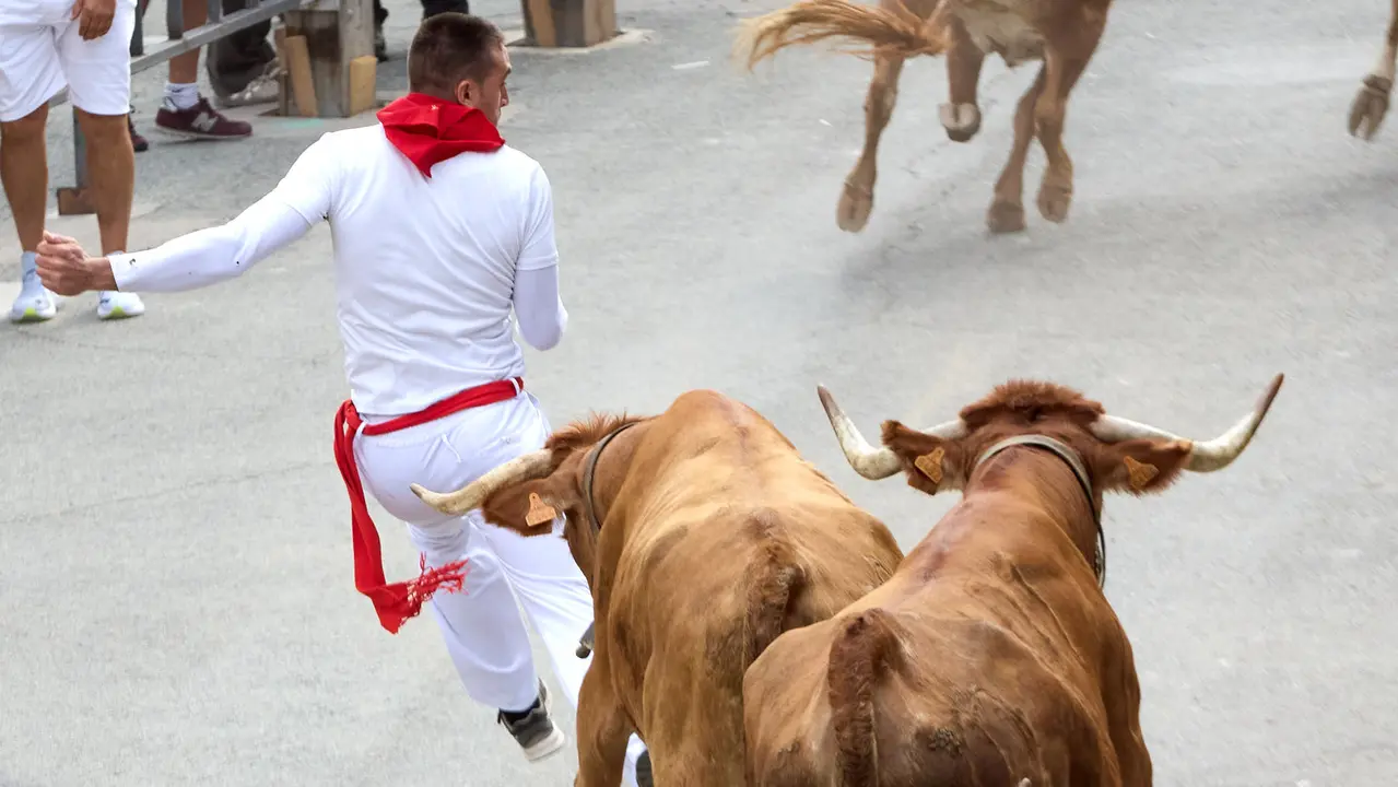 Quinto encierro del Pilón en las fiestas de Falces de 2025 con vacas de la ganadería de Eulogio Mateo de Cárcar. IÑIGO ALZUGARAY