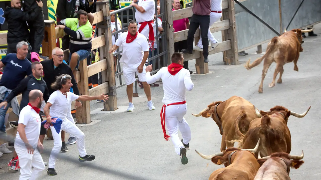 Quinto encierro del Pilón en las fiestas de Falces de 2025 con vacas de la ganadería de Eulogio Mateo de Cárcar. IÑIGO ALZUGARAY