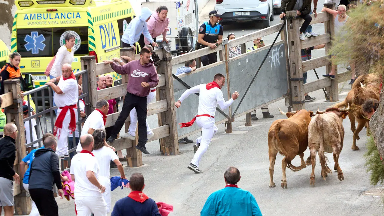 Quinto encierro del Pilón en las fiestas de Falces de 2025 con vacas de la ganadería de Eulogio Mateo de Cárcar. IÑIGO ALZUGARAY