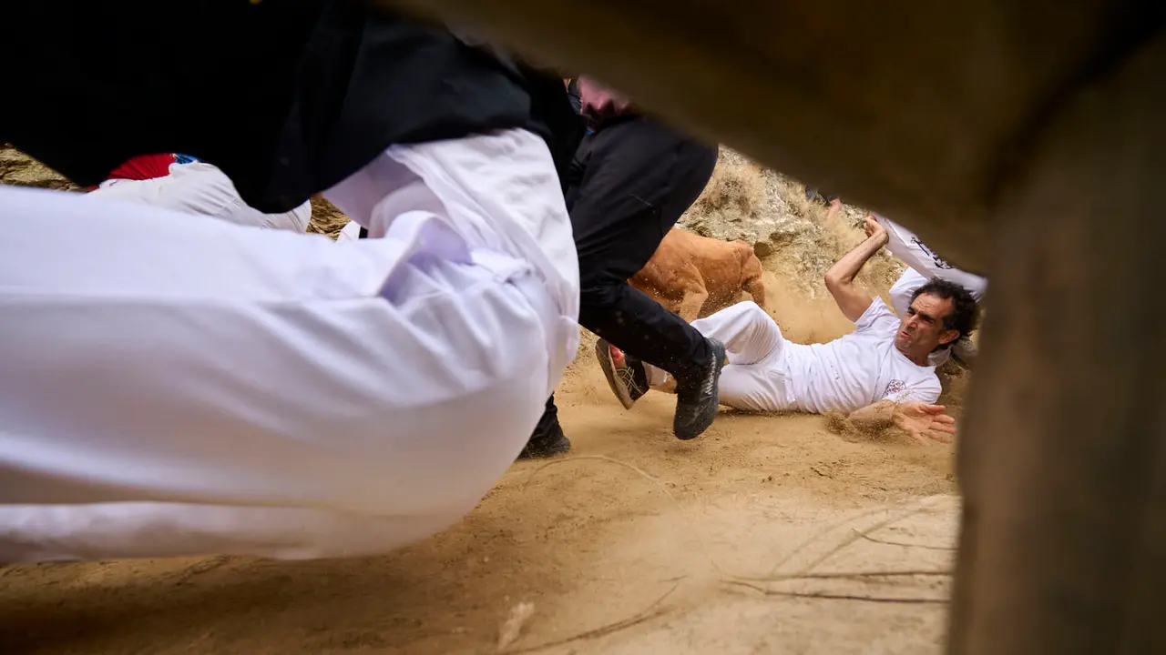 Sexto encierro del Pilón en las fiestas de Falces de 2025 con vacas de la ganadería de Hípica Zahorí de Falces. PABLO LASAOSA