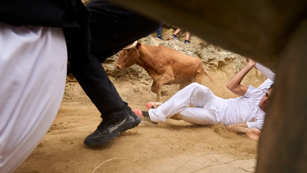 Sexto encierro del Pilón en las fiestas de Falces de 2025 con vacas de la ganadería de Hípica Zahorí de Falces. PABLO LASAOSA