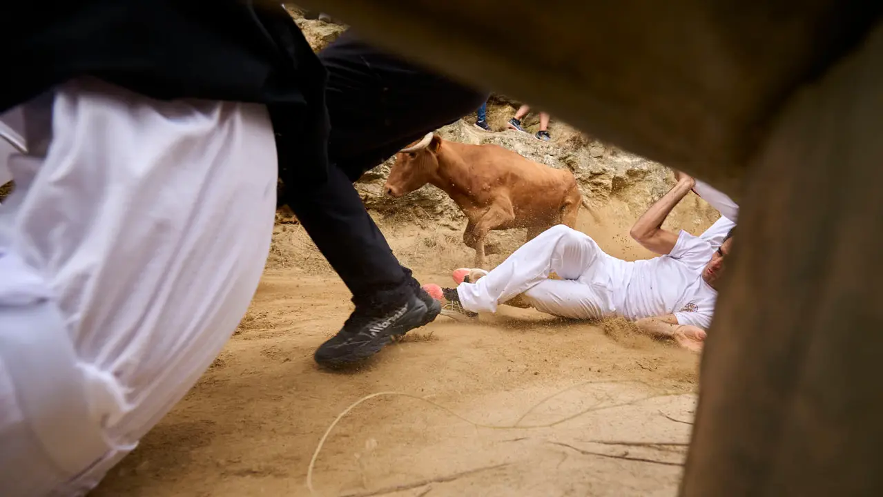 Sexto encierro del Pilón en las fiestas de Falces de 2025 con vacas de la ganadería de Hípica Zahorí de Falces. PABLO LASAOSA