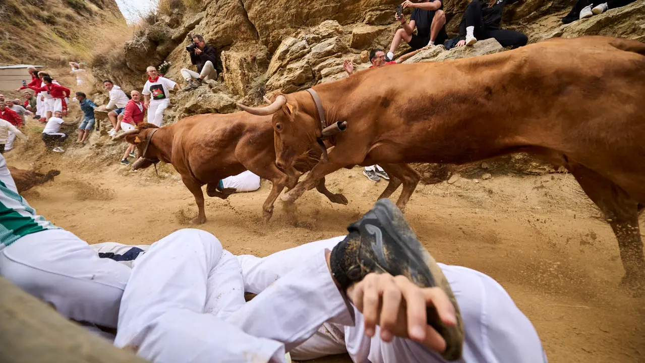Sexto encierro del Pilón en las fiestas de Falces de 2025 con vacas de la ganadería de Hípica Zahorí de Falces. PABLO LASAOSA