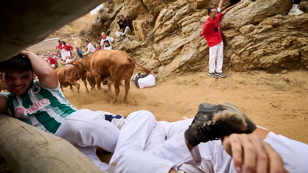 Sexto encierro del Pilón en las fiestas de Falces de 2025 con vacas de la ganadería de Hípica Zahorí de Falces. PABLO LASAOSA