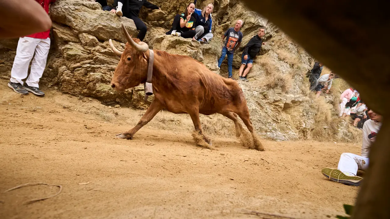 Sexto encierro del Pilón en las fiestas de Falces de 2025 con vacas de la ganadería de Hípica Zahorí de Falces. PABLO LASAOSA