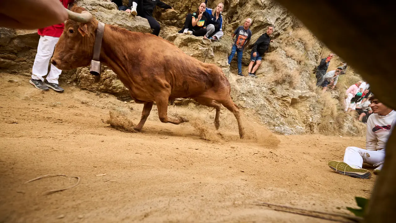 Sexto encierro del Pilón en las fiestas de Falces de 2025 con vacas de la ganadería de Hípica Zahorí de Falces. PABLO LASAOSA