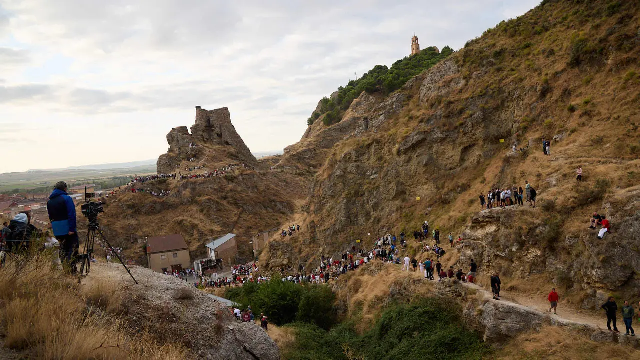Sexto encierro del Pilón en las fiestas de Falces de 2025 con vacas de la ganadería de Hípica Zahorí de Falces. IÑIGO ALZUGARAY