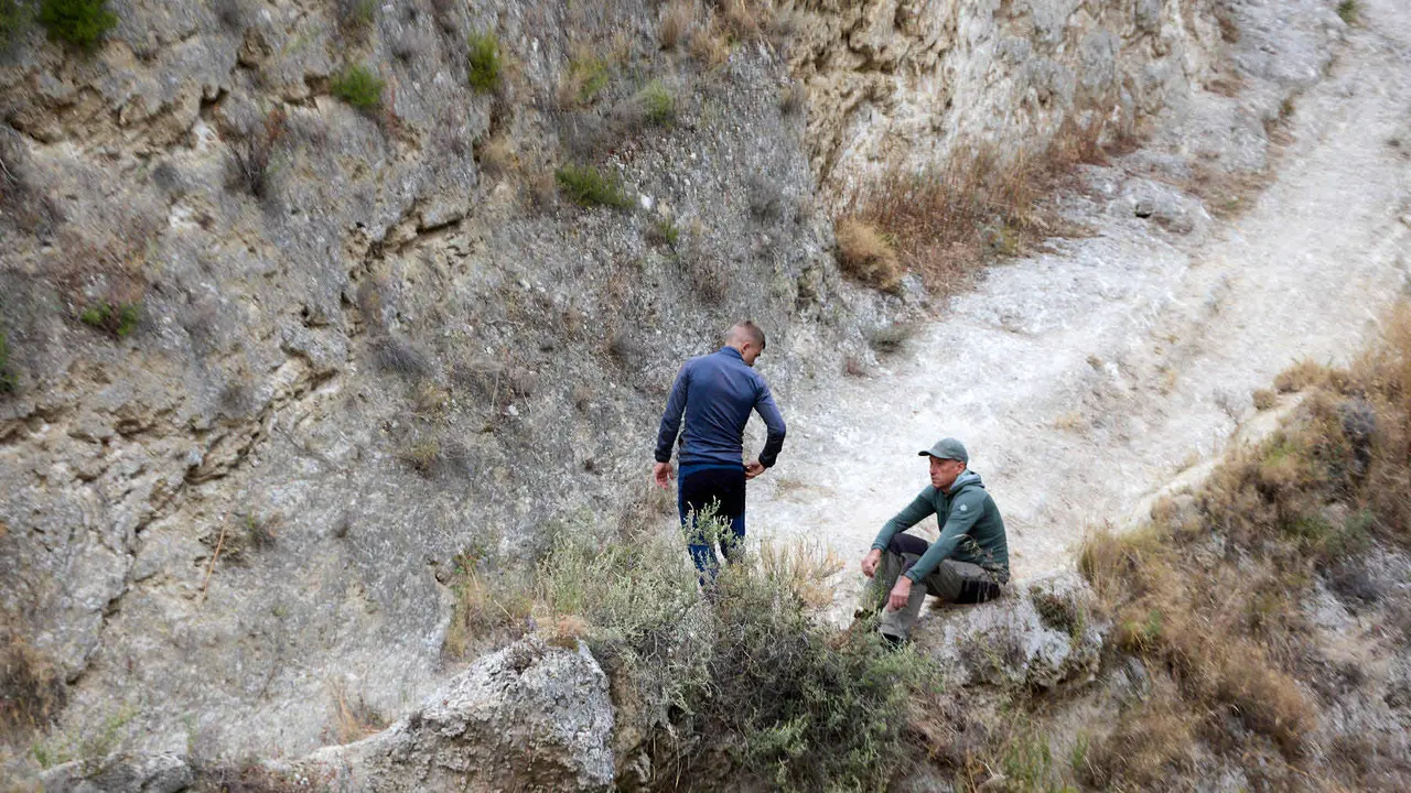 Sexto encierro del Pilón en las fiestas de Falces de 2025 con vacas de la ganadería de Hípica Zahorí de Falces. IÑIGO ALZUGARAY