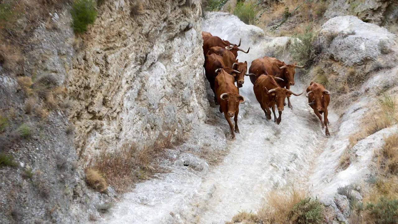 Sexto encierro del Pilón en las fiestas de Falces de 2025 con vacas de la ganadería de Hípica Zahorí de Falces. IÑIGO ALZUGARAY