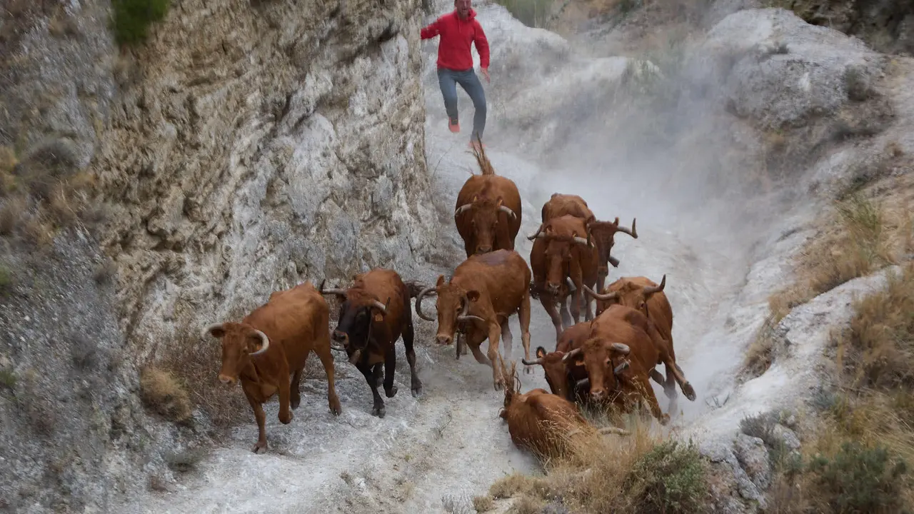 Sexto encierro del Pilón en las fiestas de Falces de 2025 con vacas de la ganadería de Hípica Zahorí de Falces. IÑIGO ALZUGARAY