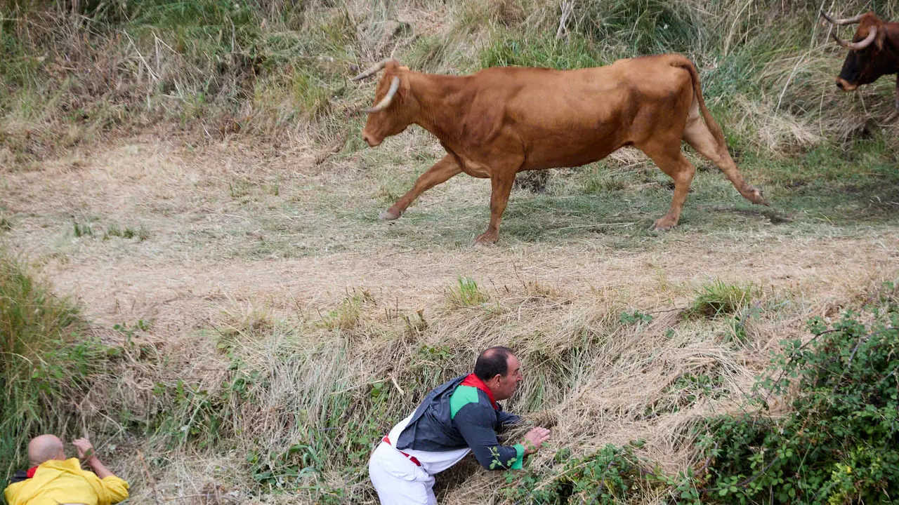 Sexto encierro del Pilón en las fiestas de Falces de 2025 con vacas de la ganadería de Hípica Zahorí de Falces. IÑIGO ALZUGARAY