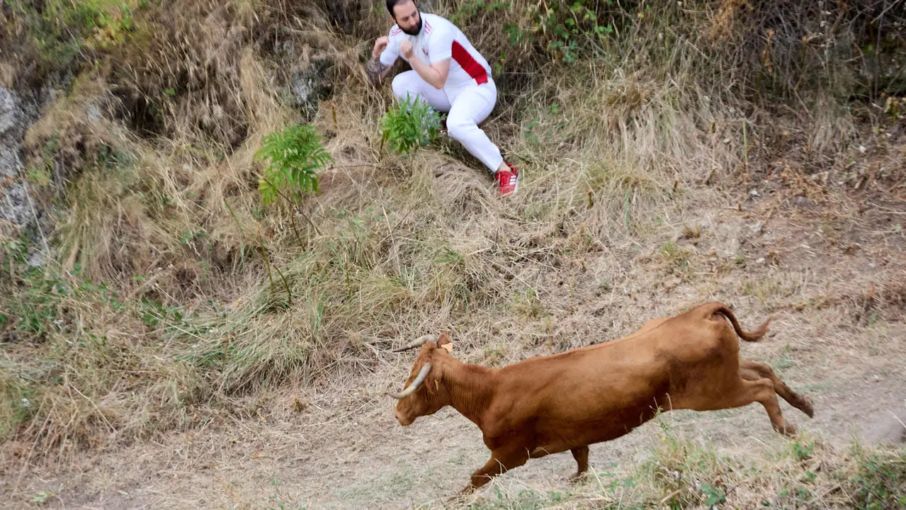 Sexto encierro del Pilón en las fiestas de Falces de 2025 con vacas de la ganadería de Hípica Zahorí de Falces. IÑIGO ALZUGARAY