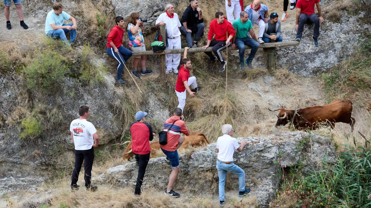 Sexto encierro del Pilón en las fiestas de Falces de 2025 con vacas de la ganadería de Hípica Zahorí de Falces. IÑIGO ALZUGARAY