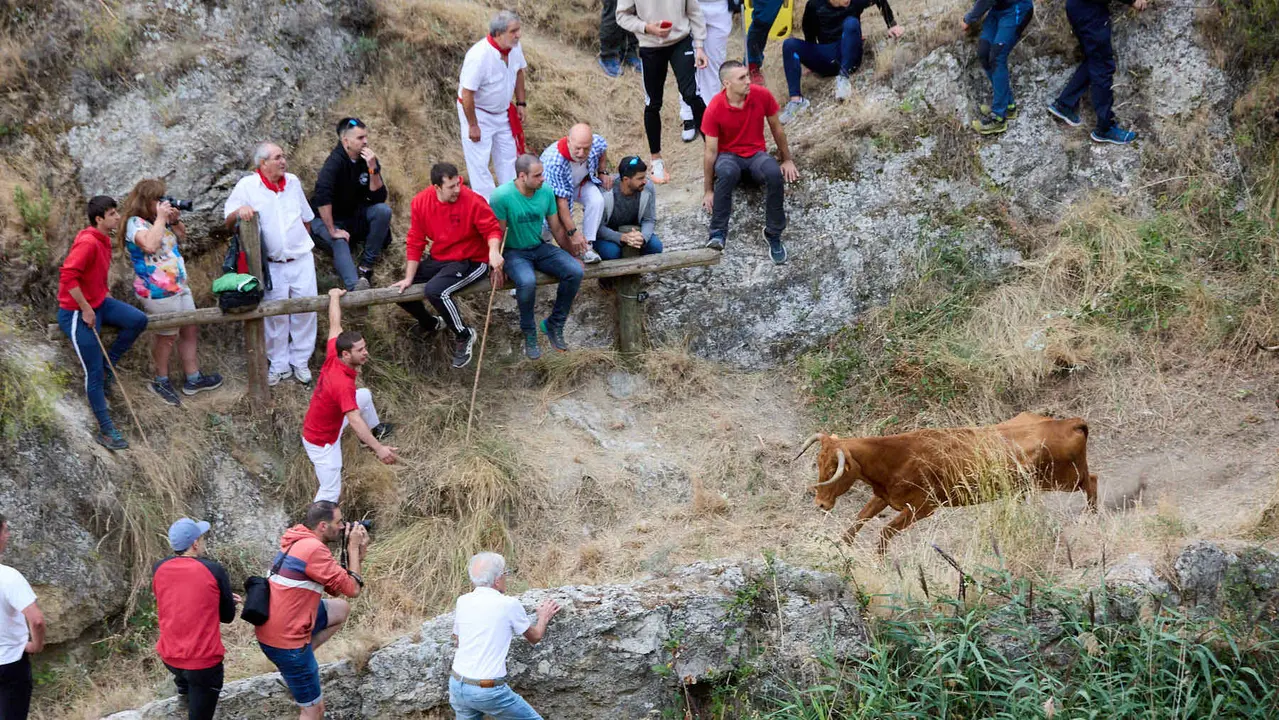 Sexto encierro del Pilón en las fiestas de Falces de 2025 con vacas de la ganadería de Hípica Zahorí de Falces. IÑIGO ALZUGARAY