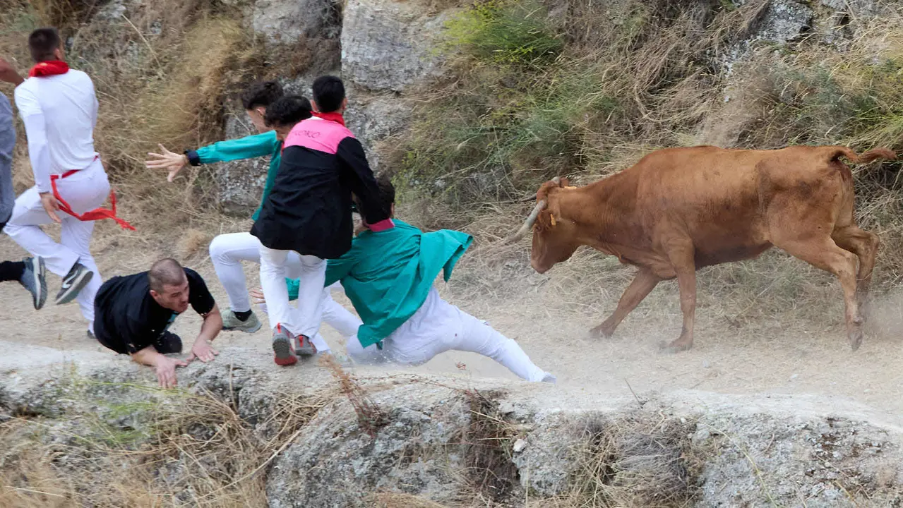 Sexto encierro del Pilón en las fiestas de Falces de 2025 con vacas de la ganadería de Hípica Zahorí de Falces. IÑIGO ALZUGARAY
