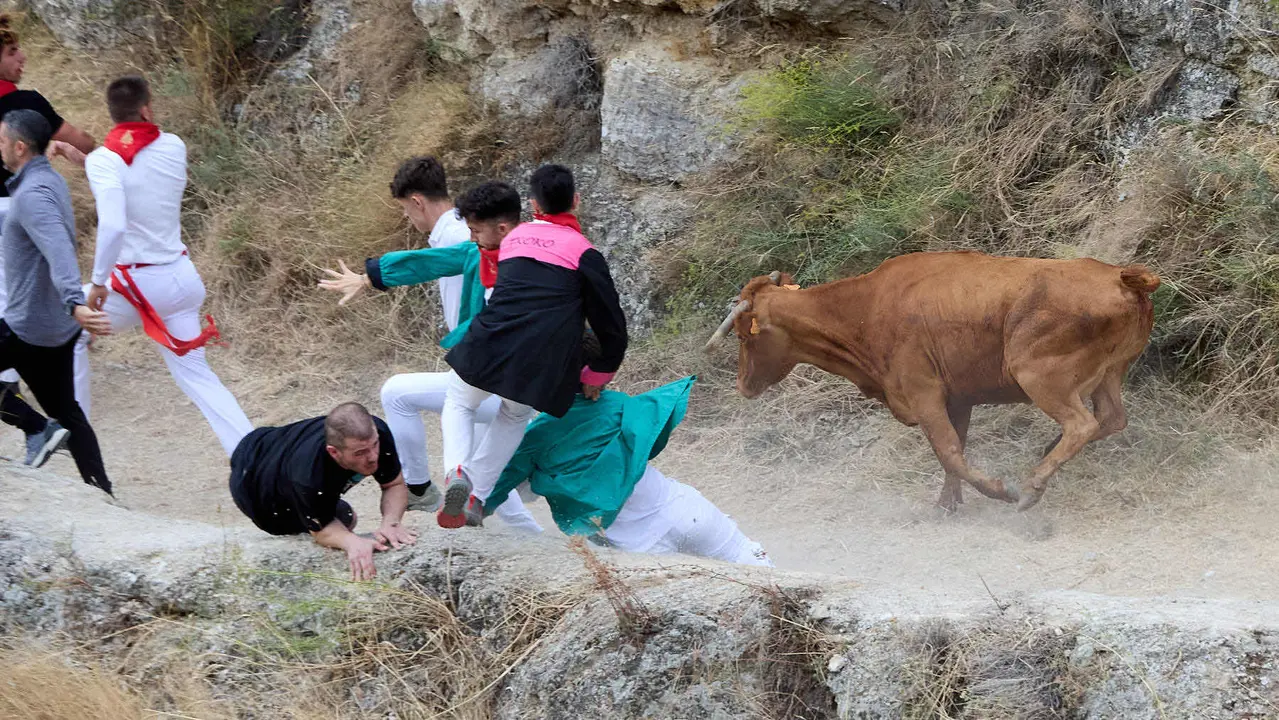 Sexto encierro del Pilón en las fiestas de Falces de 2025 con vacas de la ganadería de Hípica Zahorí de Falces. IÑIGO ALZUGARAY