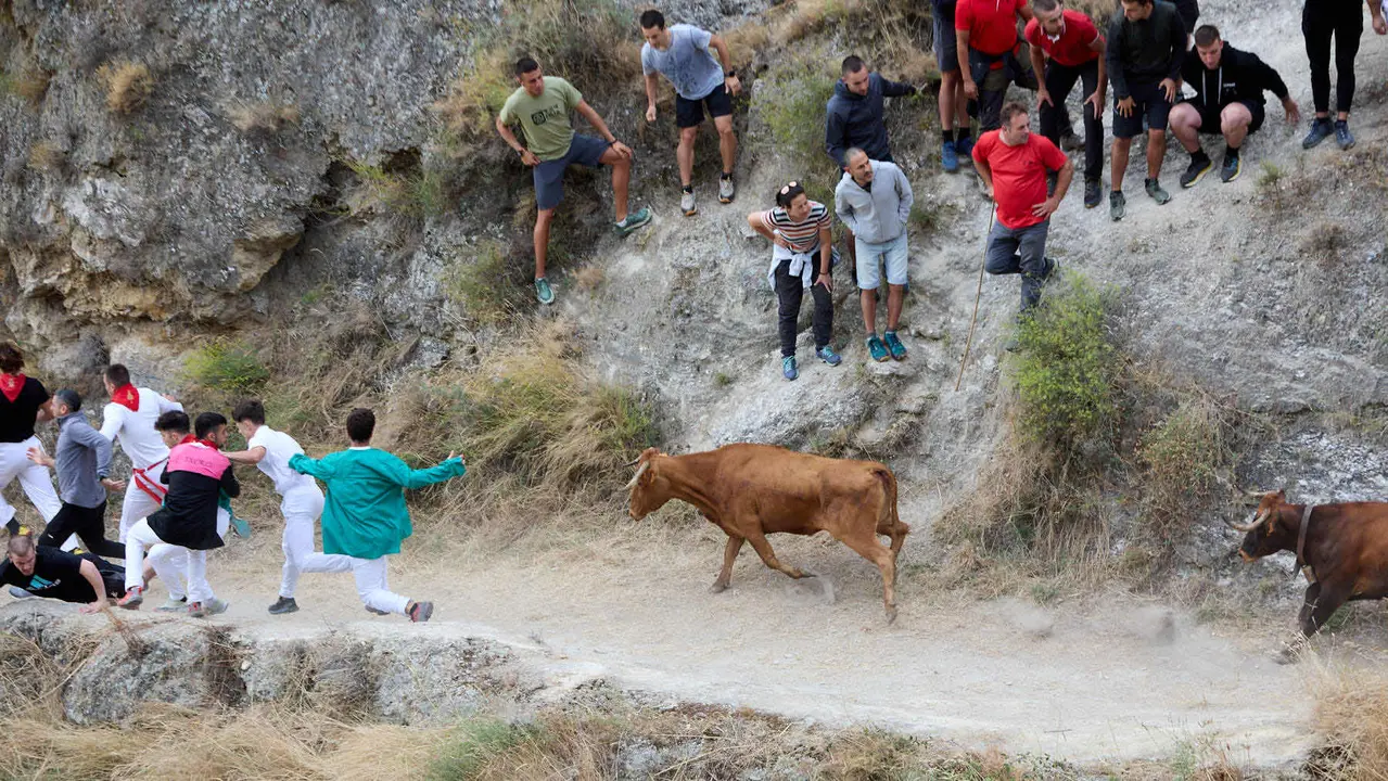 Sexto encierro del Pilón en las fiestas de Falces de 2025 con vacas de la ganadería de Hípica Zahorí de Falces. IÑIGO ALZUGARAY
