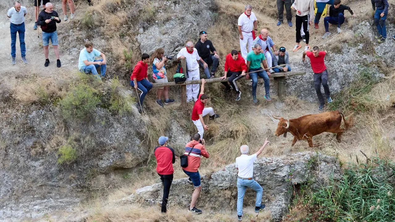 Sexto encierro del Pilón en las fiestas de Falces de 2025 con vacas de la ganadería de Hípica Zahorí de Falces. IÑIGO ALZUGARAY