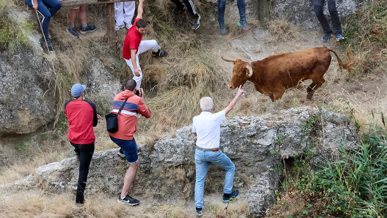 Sexto encierro del Pilón en las fiestas de Falces de 2025 con vacas de la ganadería de Hípica Zahorí de Falces. IÑIGO ALZUGARAY