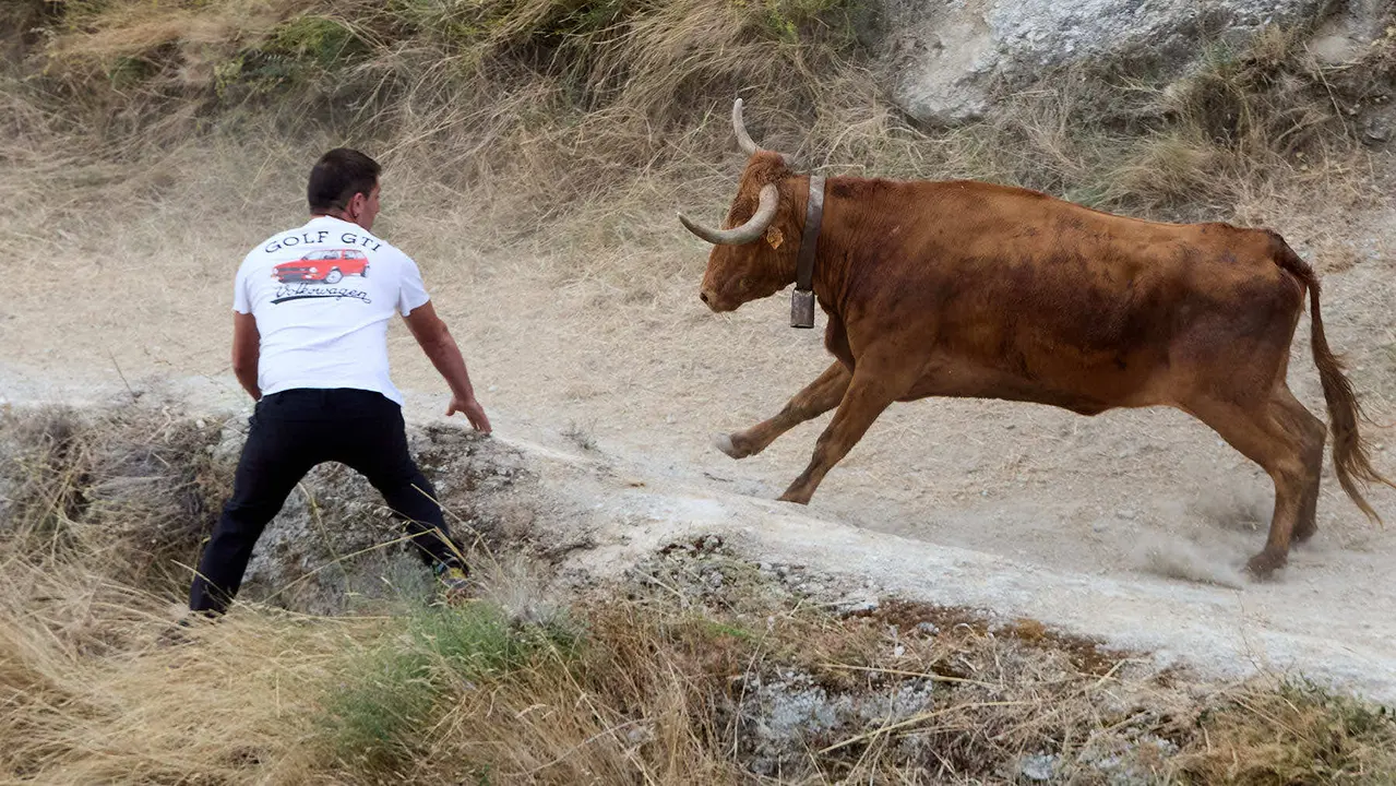 Sexto encierro del Pilón en las fiestas de Falces de 2025 con vacas de la ganadería de Hípica Zahorí de Falces. IÑIGO ALZUGARAY