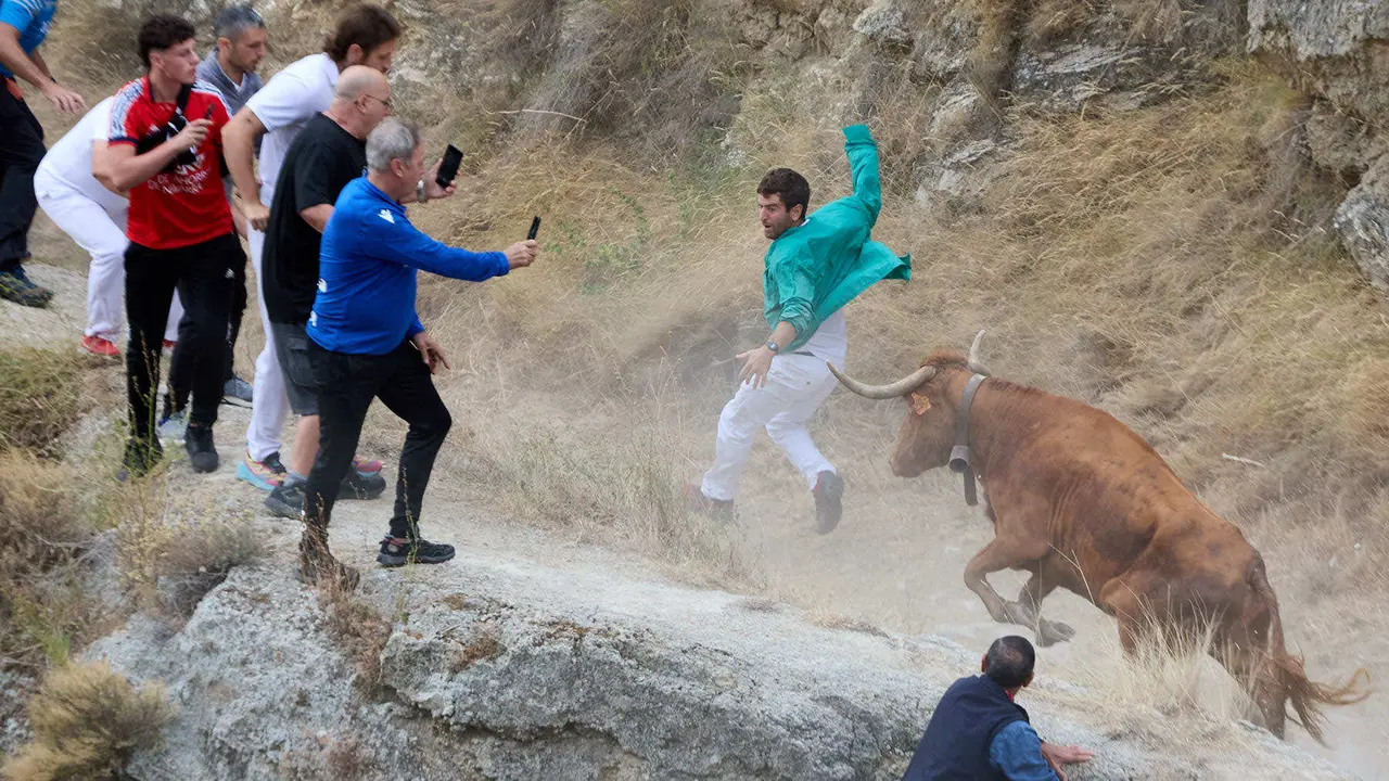 Sexto encierro del Pilón en las fiestas de Falces de 2025 con vacas de la ganadería de Hípica Zahorí de Falces. IÑIGO ALZUGARAY