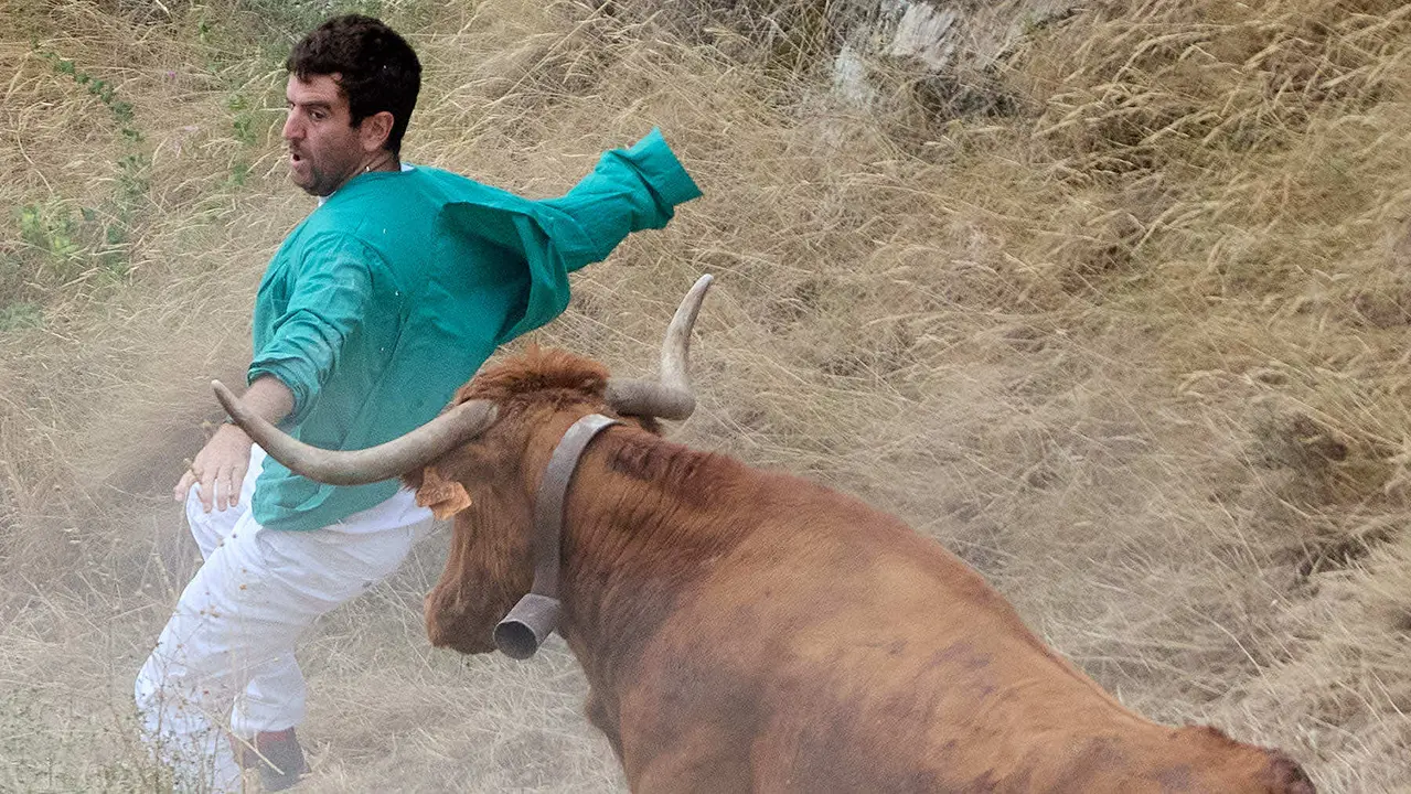 Sexto encierro del Pilón en las fiestas de Falces de 2025 con vacas de la ganadería de Hípica Zahorí de Falces. IÑIGO ALZUGARAY