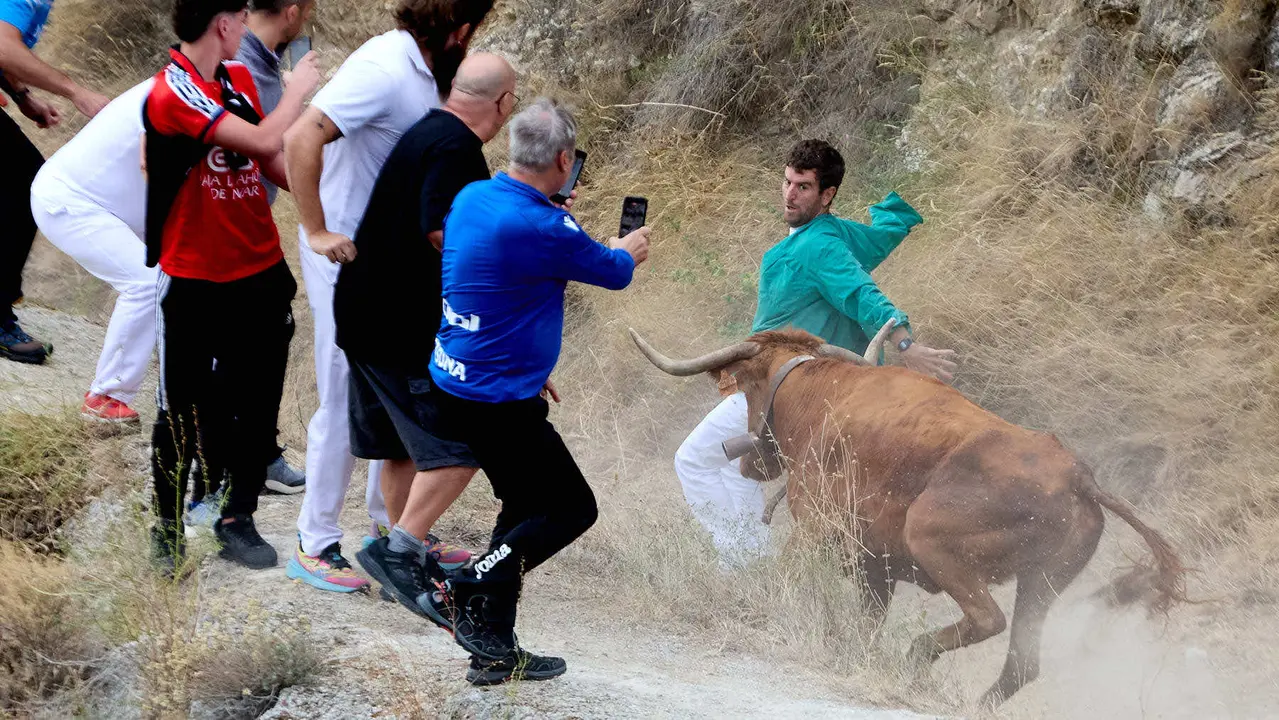 Sexto encierro del Pilón en las fiestas de Falces de 2025 con vacas de la ganadería de Hípica Zahorí de Falces. IÑIGO ALZUGARAY