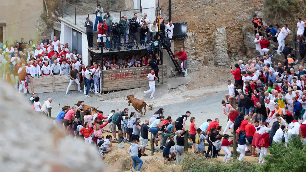 Sexto encierro del Pilón en las fiestas de Falces de 2025 con vacas de la ganadería de Hípica Zahorí de Falces. IÑIGO ALZUGARAY