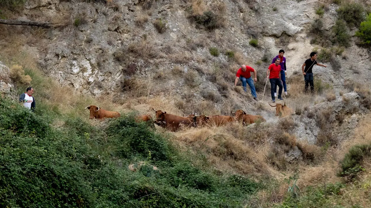 Sexto encierro del Pilón con vacas de la ganadería Hípica Zahorí de Falces. Maite H. Mateo..-30