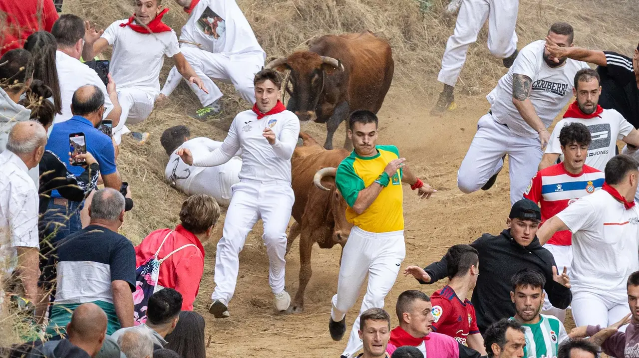 Sexto encierro del Pilón con vacas de la ganadería Hípica Zahorí de Falces. Maite H. Mateo..-28