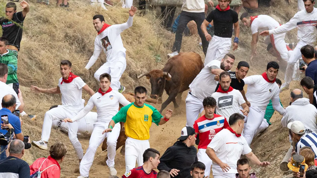 Sexto encierro del Pilón con vacas de la ganadería Hípica Zahorí de Falces. Maite H. Mateo..-29