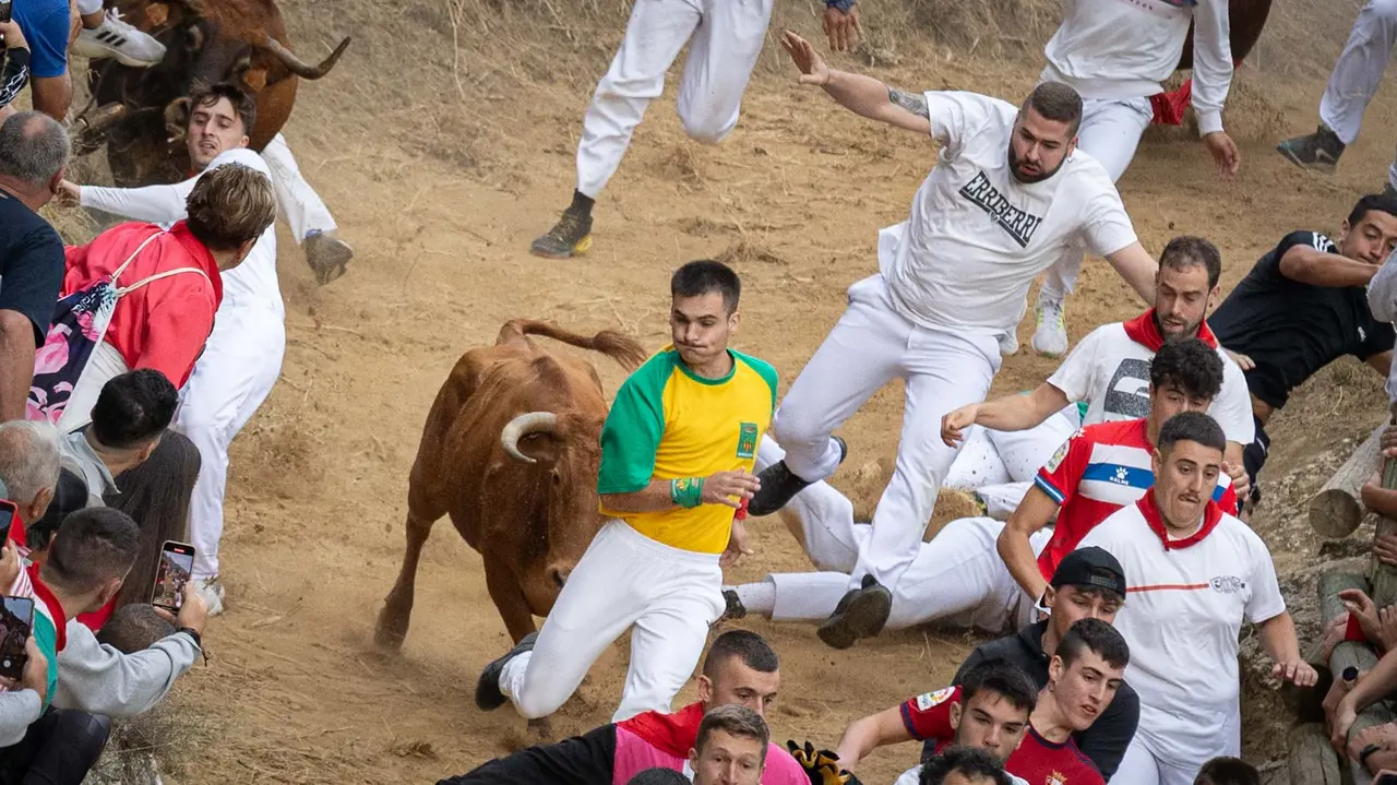 Sexto encierro del Pilón con vacas de la ganadería Hípica Zahorí de Falces. Maite H. Mateo..-26